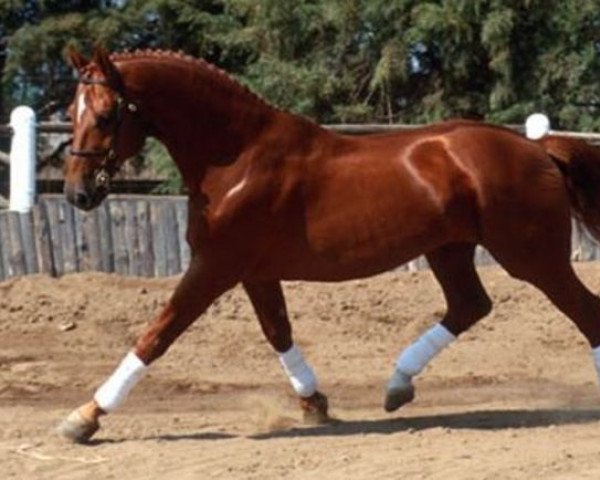 stallion Delgado (Hanoverian, 1984, from Delano)