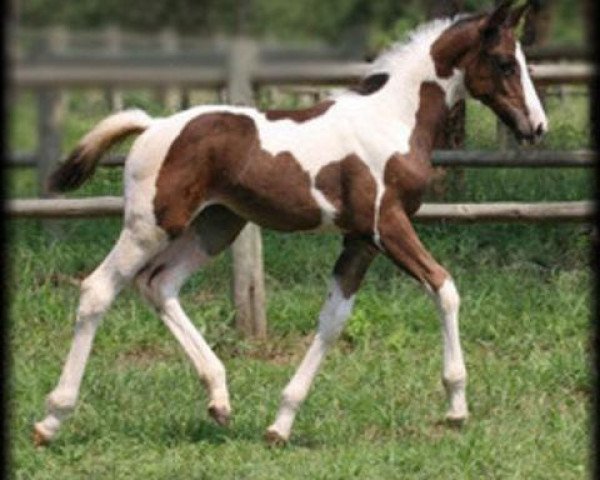 Pferd Wöhlstand Zee (Südafrikanisches Warmblut, 2010, von Zerro)