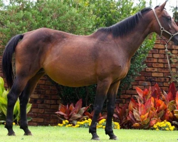 Zuchtstute Mossandi Raven (Südafrikanisches Warmblut, 1999, von Ramirez Furi)