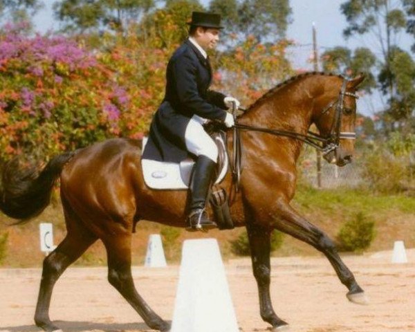 stallion Ramirez Furi (KWPN (Royal Dutch Sporthorse), 1987, from Ramiro Z)