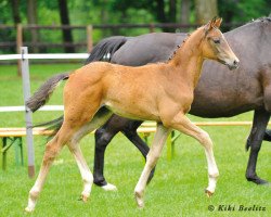 broodmare Donauherz (Trakehner, 2013, from Herbstkönig 2)