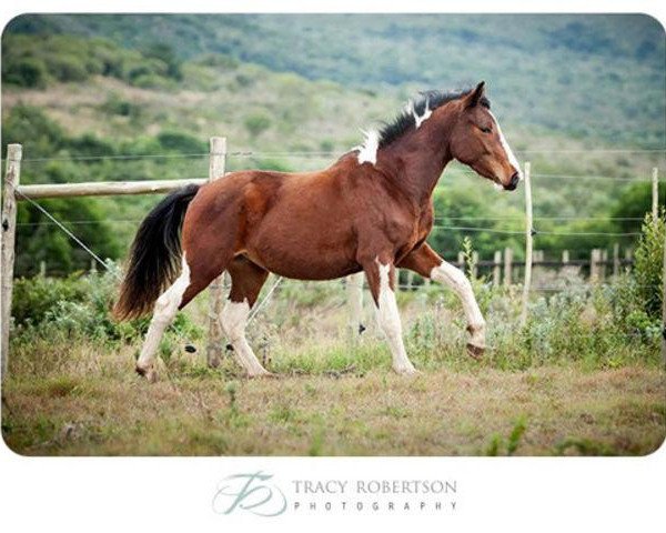 Pferd Zihara (Südafrikanisches Warmblut, 2009, von Zerro)