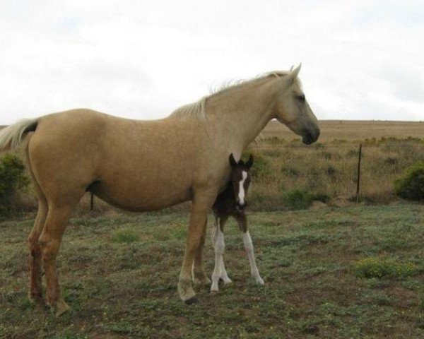 Zuchtstute Kihara (Palomino,  )