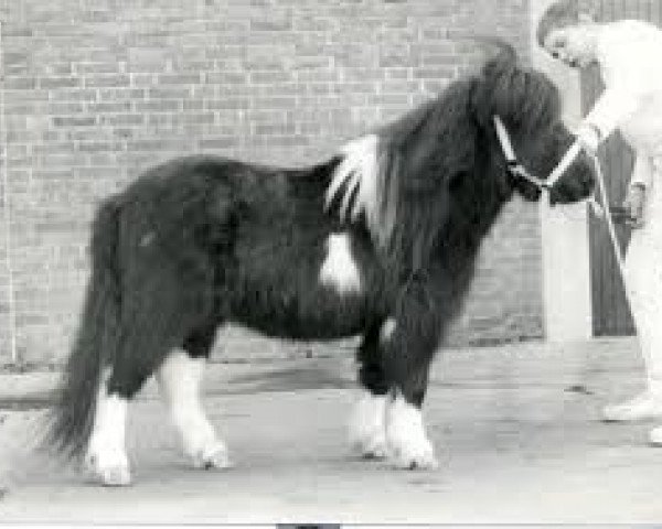 Deckhengst Romany Victory (Shetland Pony, 1980, von Fairy Viking)