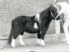 stallion Romany Victory (Shetland Pony, 1980, from Fairy Viking)