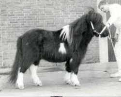 stallion Romany Victory (Shetland Pony, 1980, from Fairy Viking)