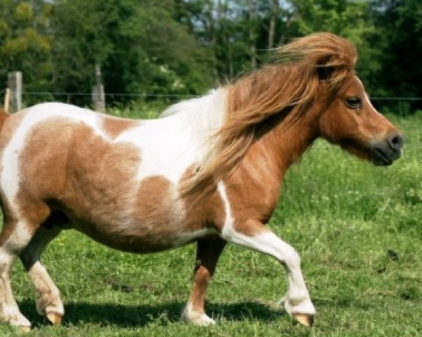 Zuchtstute Nicole (Shetland Pony, 1996, von Horby)