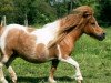 broodmare Nicole (Shetland Pony, 1996, from Horby)