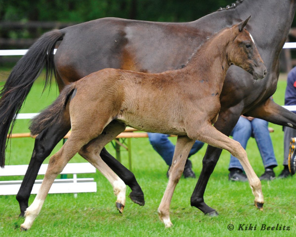 dressage horse Dassekaya (Hanoverian, 2013, from De Niro)