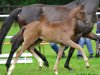 dressage horse Dassekaya (Hanoverian, 2013, from De Niro)