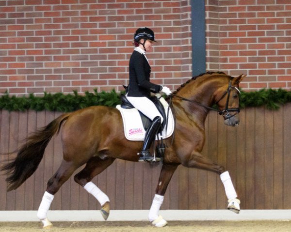 stallion Toto Gold (KWPN (Royal Dutch Sporthorse), 2018, from Glock's Toto Jr.)