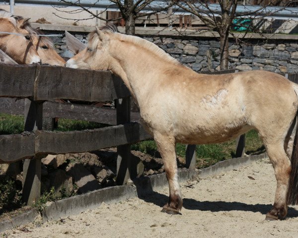 Zuchtstute Tulle (Fjordpferd, 2019, von Glibings Ajs FJH 736)