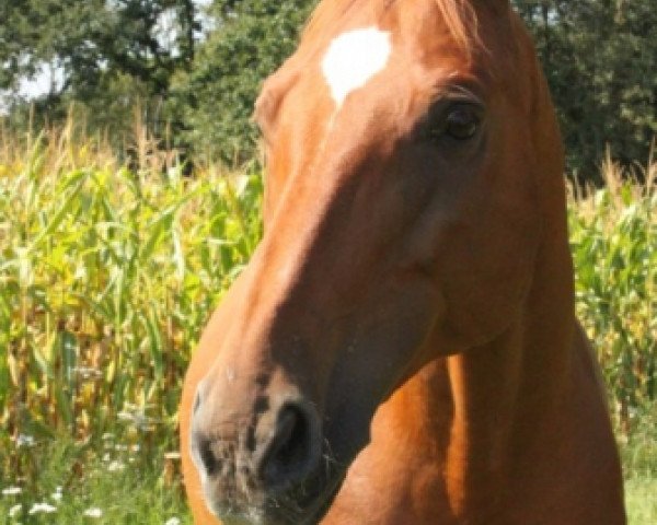 Pferd Lago Cavedine (Württemberger, 1998, von Lenys Lemon)