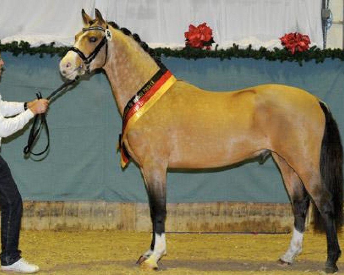 Deckhengst Cappucino Royale G (Deutsches Reitpony, 2010, von Casino Royale K WE)
