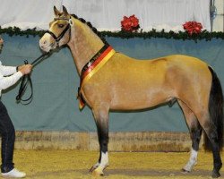 Dressurpferd Cappucino Royale G (Deutsches Reitpony, 2010, von Casino Royale K WE)