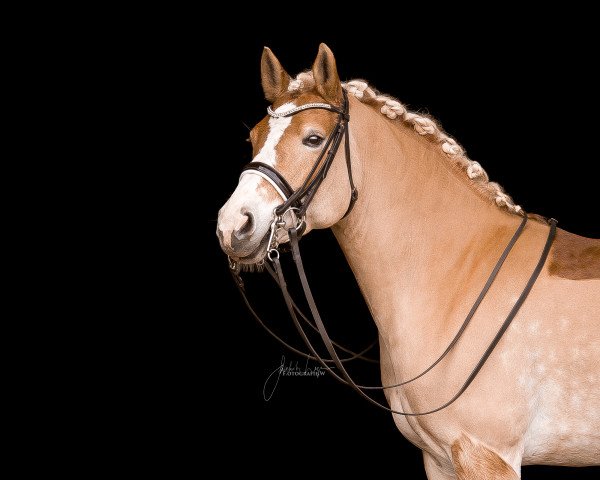 dressage horse Tulla Fortuna (Haflinger, 2013, from Aksel-Lund-O)