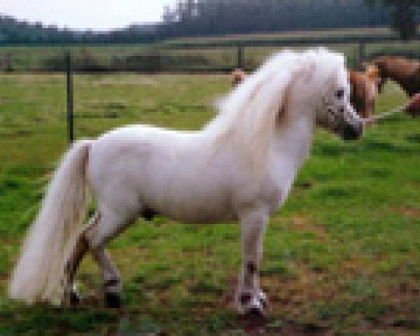 horse Right Rhum van de Hesterhoeve (Shetland pony (under 87 cm), 1980, from Kim de Bibiana)