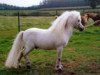stallion Right Rhum van de Hesterhoeve (Shetland pony (under 87 cm), 1980, from Kim de Bibiana)