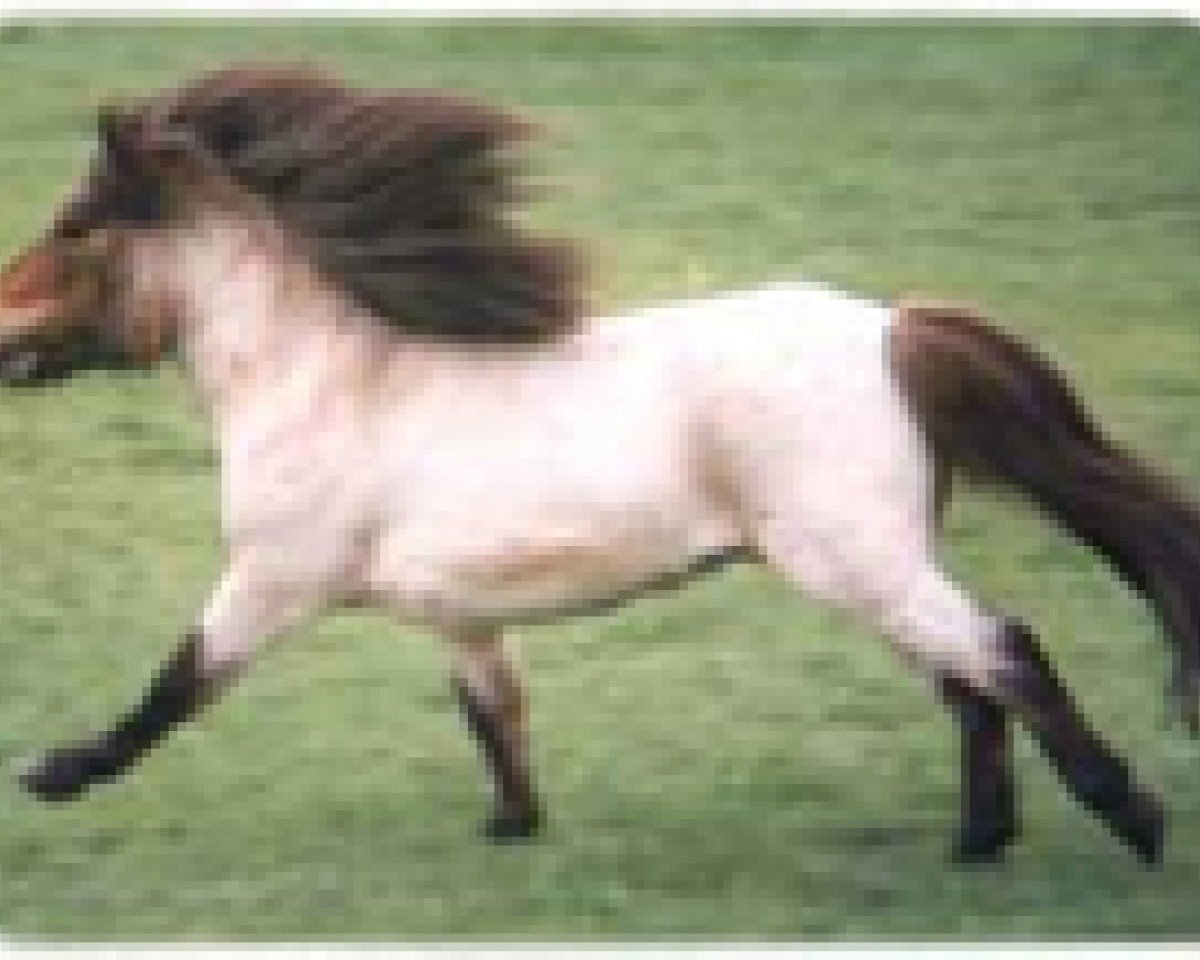 jumper Thunderbird (Shetland pony (under 87 cm), 1982, from Kim de Bibiana)