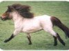 jumper Thunderbird (Shetland pony (under 87 cm), 1982, from Kim de Bibiana)