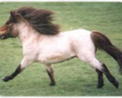 Springpferd Thunderbird (Shetland Pony (unter 87 cm), 1982, von Kim de Bibiana)