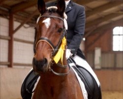 dressage horse Adriano 184 (Holsteiner, 1997, from Akinos)