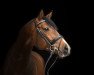 stallion Companion (Trakehner, 2016, from Kaiser Wilhelm)