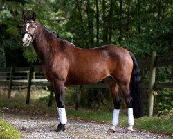 broodmare Minerva Dilandra (German Riding Pony, 2006, from Donauwind)