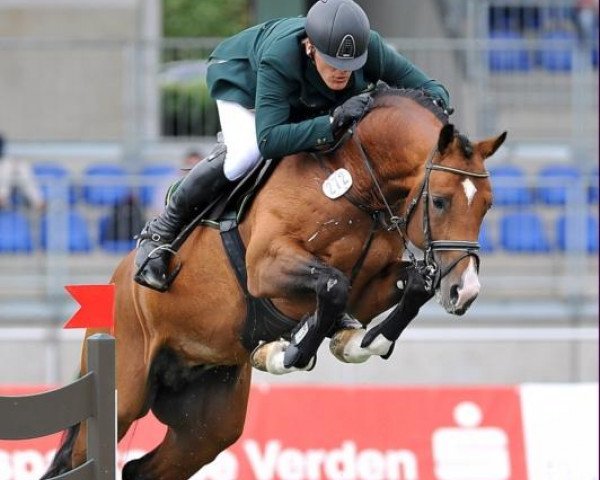 stallion Comissario (Hanoverian, 2007, from Catoki)