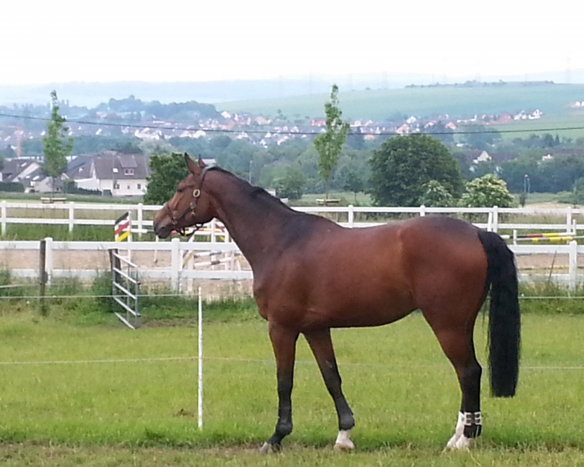 jumper Almendro (Westphalian, 2006, from Apiro)