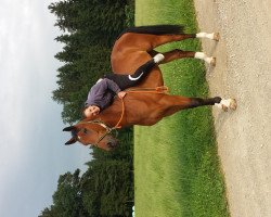 jumper Don Gringo (Latvian Warmblood, 2002, from Guido)