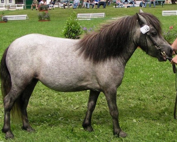 Zuchtstute Just for fun (Dt.Part-bred Shetland Pony, 2003, von Georg)