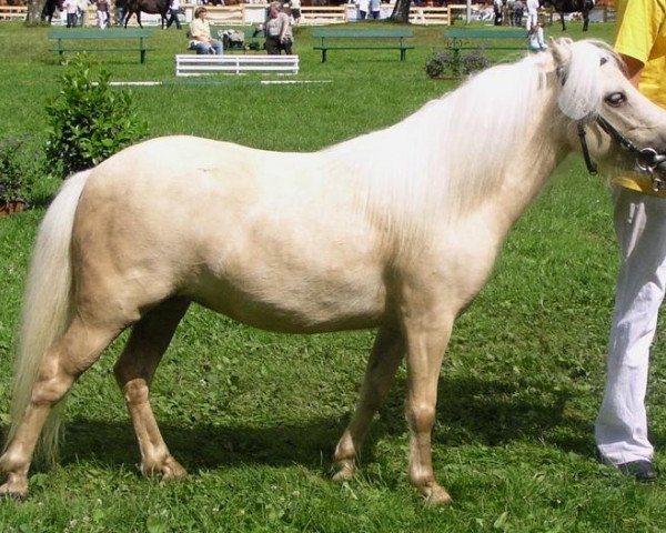 broodmare Latina (Shetland Pony, 2003, from Georg)