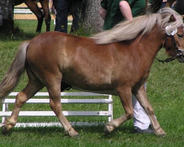 Zuchtstute Loreen (Shetland Pony, 2003, von Georg)