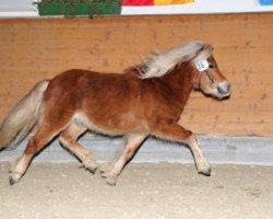 Pferd Goffy (Dt.Part-bred Shetland Pony, 2006, von Georg)