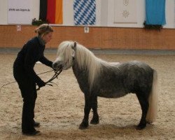 stallion Gin Tonic (Shetland Pony, 2005, from Georg)