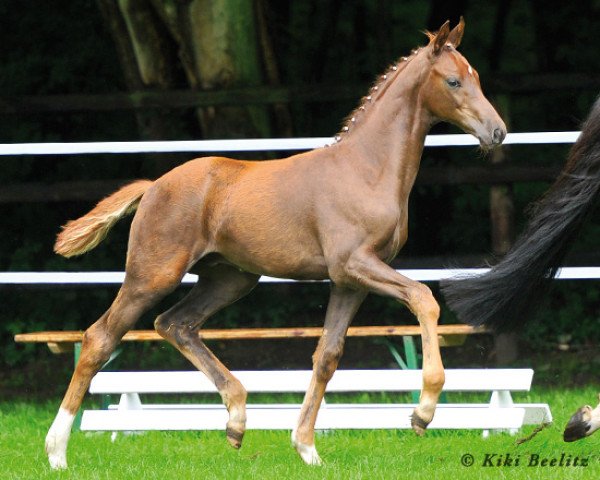 dressage horse Feuertänzer (Hanoverian, 2013, from Feuerspiel)