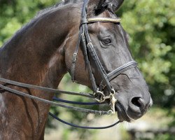 dressage horse Royal Cardinal (Oldenburg, 2003, from Rubin Royal OLD)