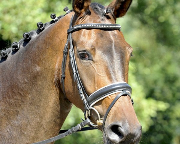 dressage horse Doros Dandy (Hanoverian, 2010, from Danone 4)