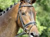 dressage horse Doros Dandy (Hanoverian, 2010, from Danone 4)