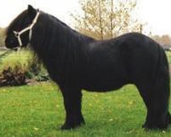 stallion Narco v.d. Uitweg (Shetland Pony, 1977, from Coen van Neer)