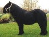stallion Narco v.d. Uitweg (Shetland Pony, 1977, from Coen van Neer)