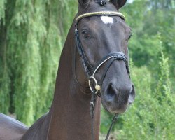 dressage horse Lumiere Noir (Hanoverian, 2008, from Light and Easy)