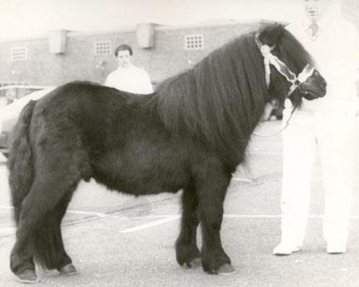 Deckhengst Coen van Neer (Shetland Pony, 1967, von Stelmor of Transy)
