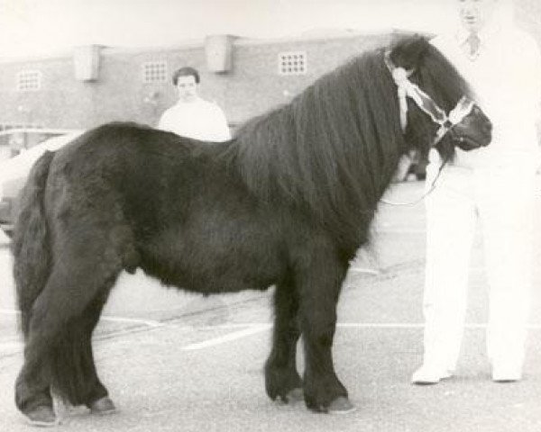 stallion Coen van Neer (Shetland Pony, 1967, from Stelmor of Transy)
