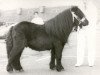 Deckhengst Coen van Neer (Shetland Pony, 1967, von Stelmor of Transy)