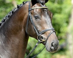 dressage horse Fiderrubin (Hanoverian, 2009, from Fidertanz)