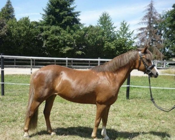 Dressurpferd Rozanna H (Welsh Pony (Sek.B), 2006, von Rakt's Rocky)