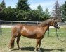 dressage horse Rozanna H (Welsh-Pony (Section B), 2006, from Rakt's Rocky)