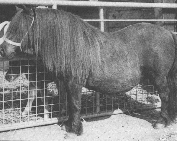 Zuchtstute Punette van de Gathe (Shetland Pony, 1979, von Lionel van Bunswaard)